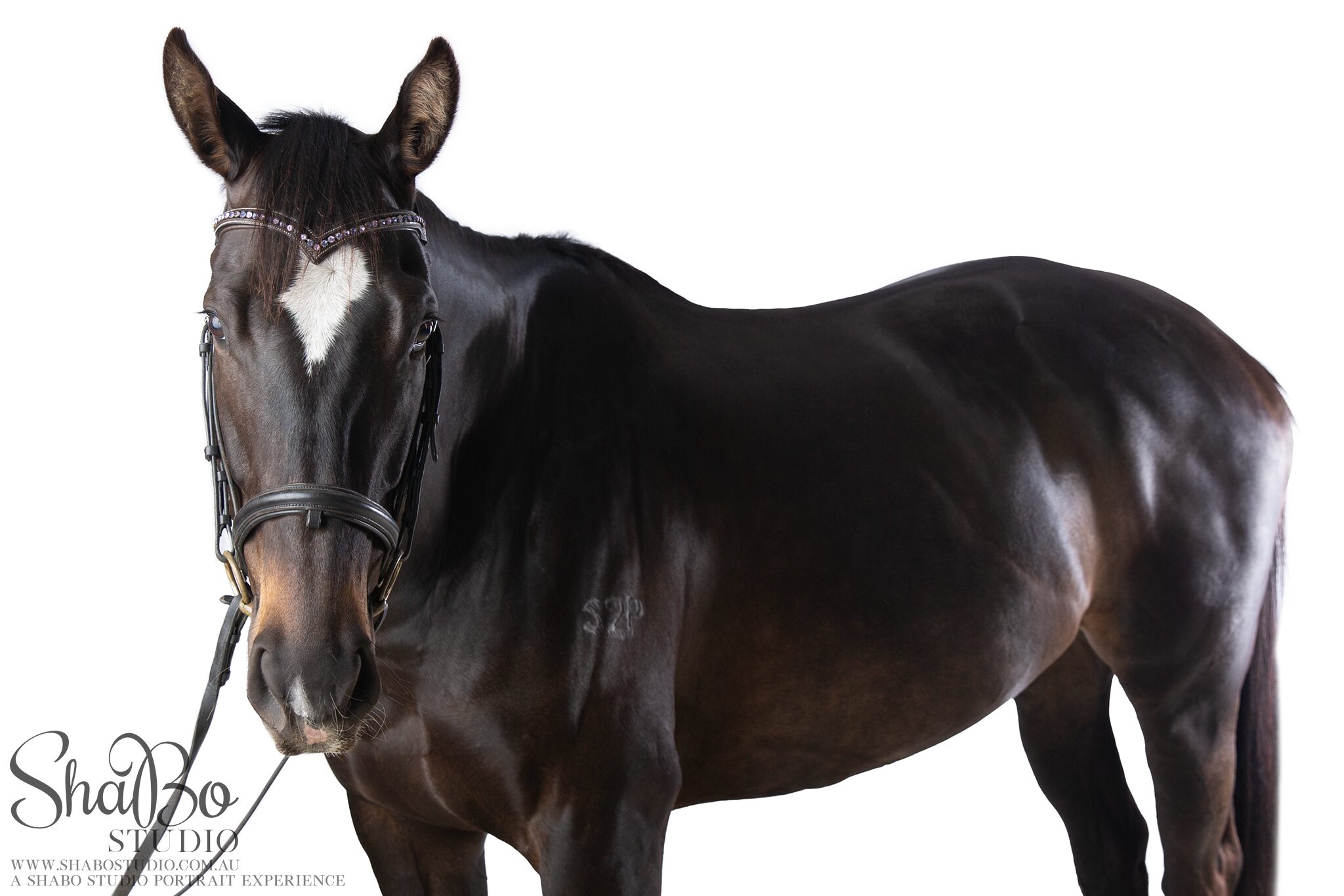 perth equine photographer