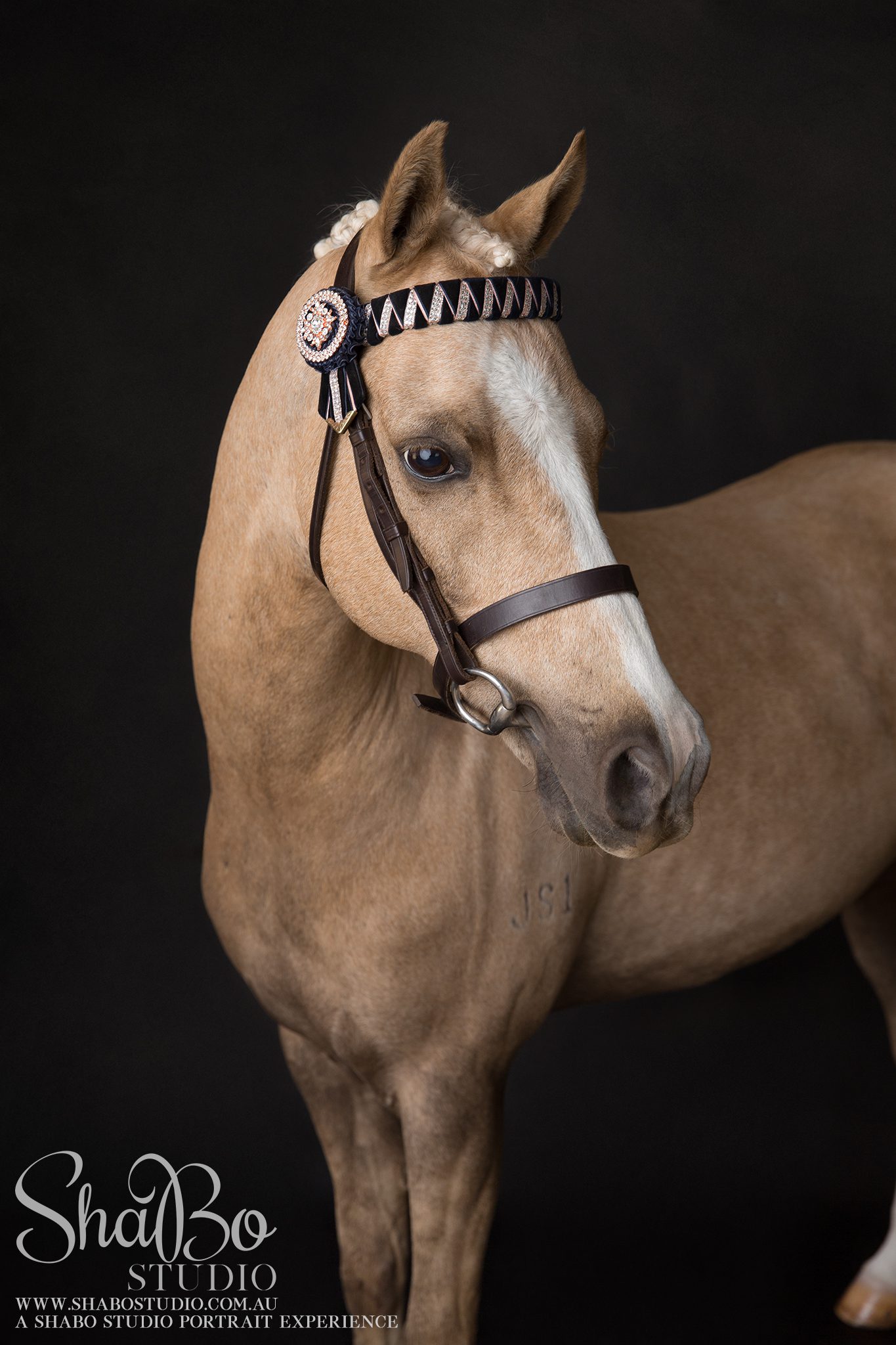 perth equine photographer horse