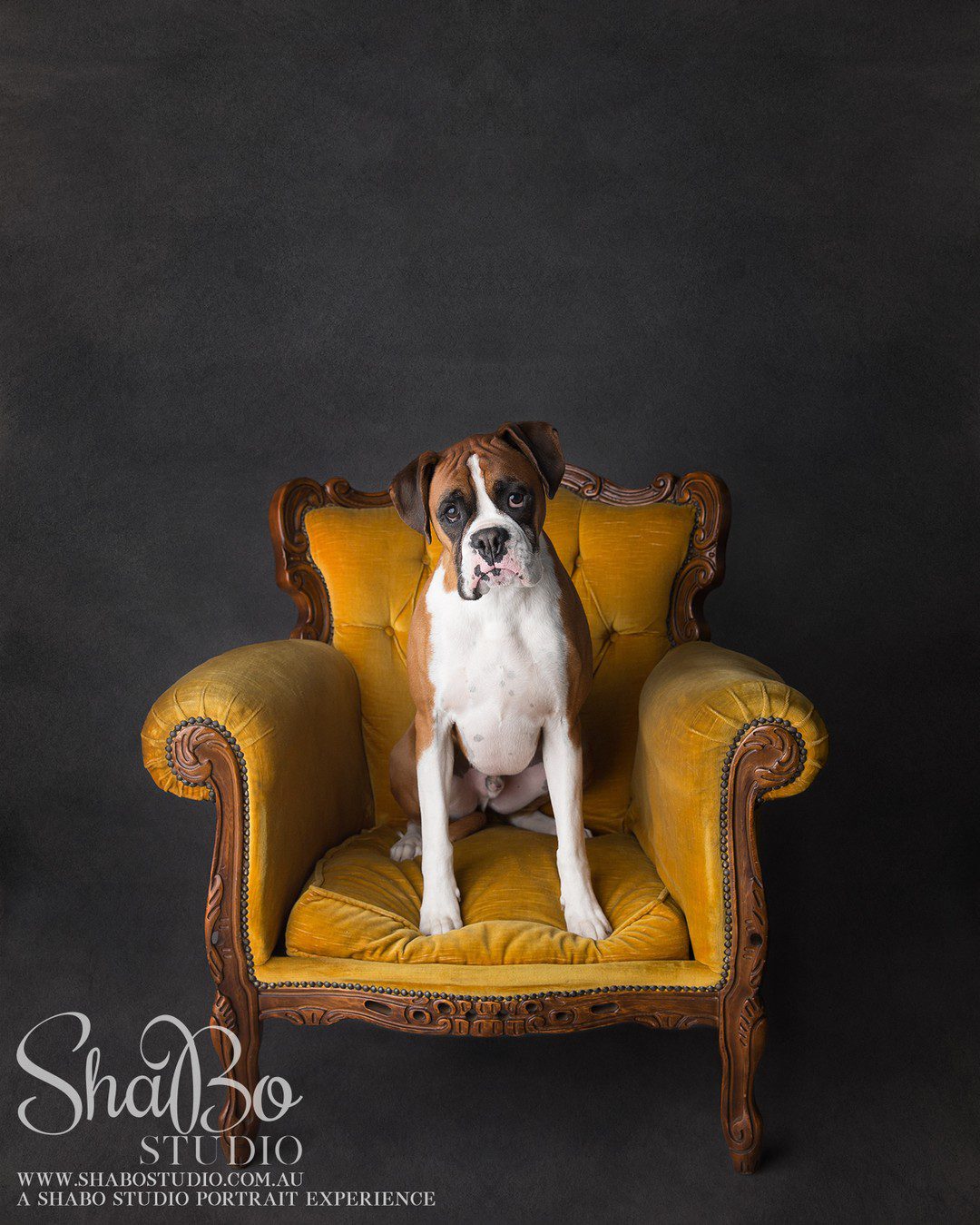 perth pet photographer ShaBo STUDIO