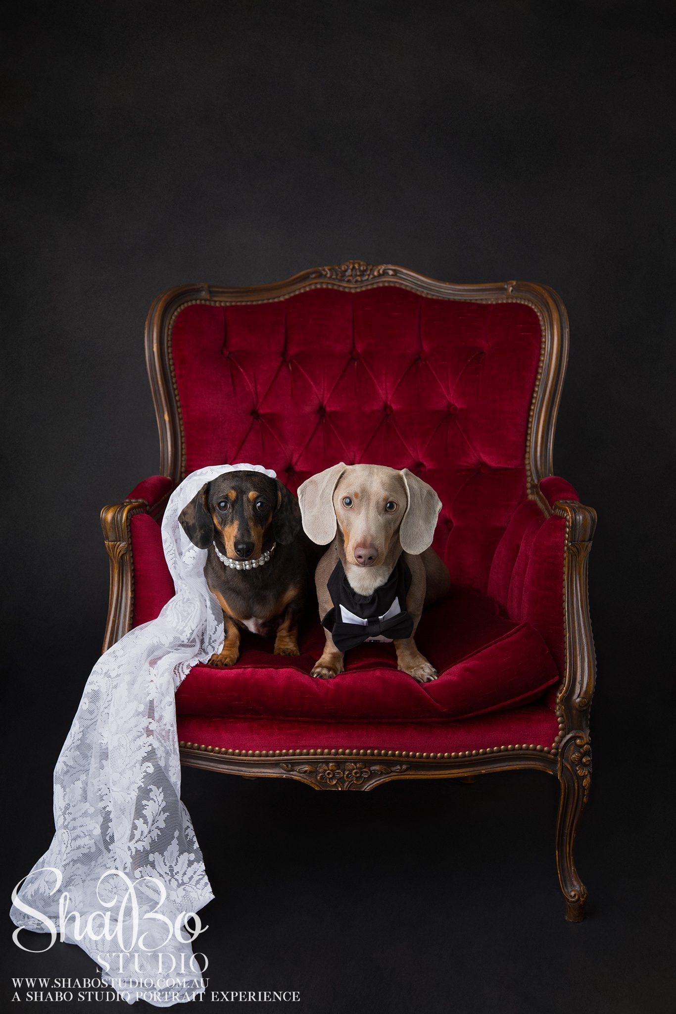 perth pet photographer ShaBo STUDIO