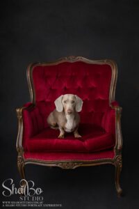 perth pet photographer ShaBo STUDIO