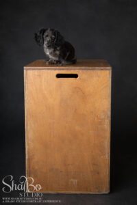 perth pet photographer ShaBo STUDIO