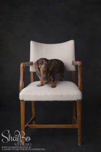 perth pet photographer ShaBo STUDIO