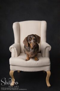 perth pet photographer ShaBo STUDIO