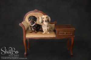 perth pet photographer ShaBo STUDIO