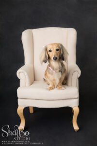 perth pet photographer ShaBo STUDIO