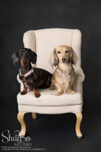 perth pet photographer ShaBo STUDIO