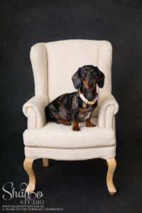 perth pet photographer ShaBo STUDIO