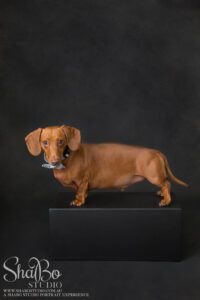 perth pet photographer ShaBo STUDIO