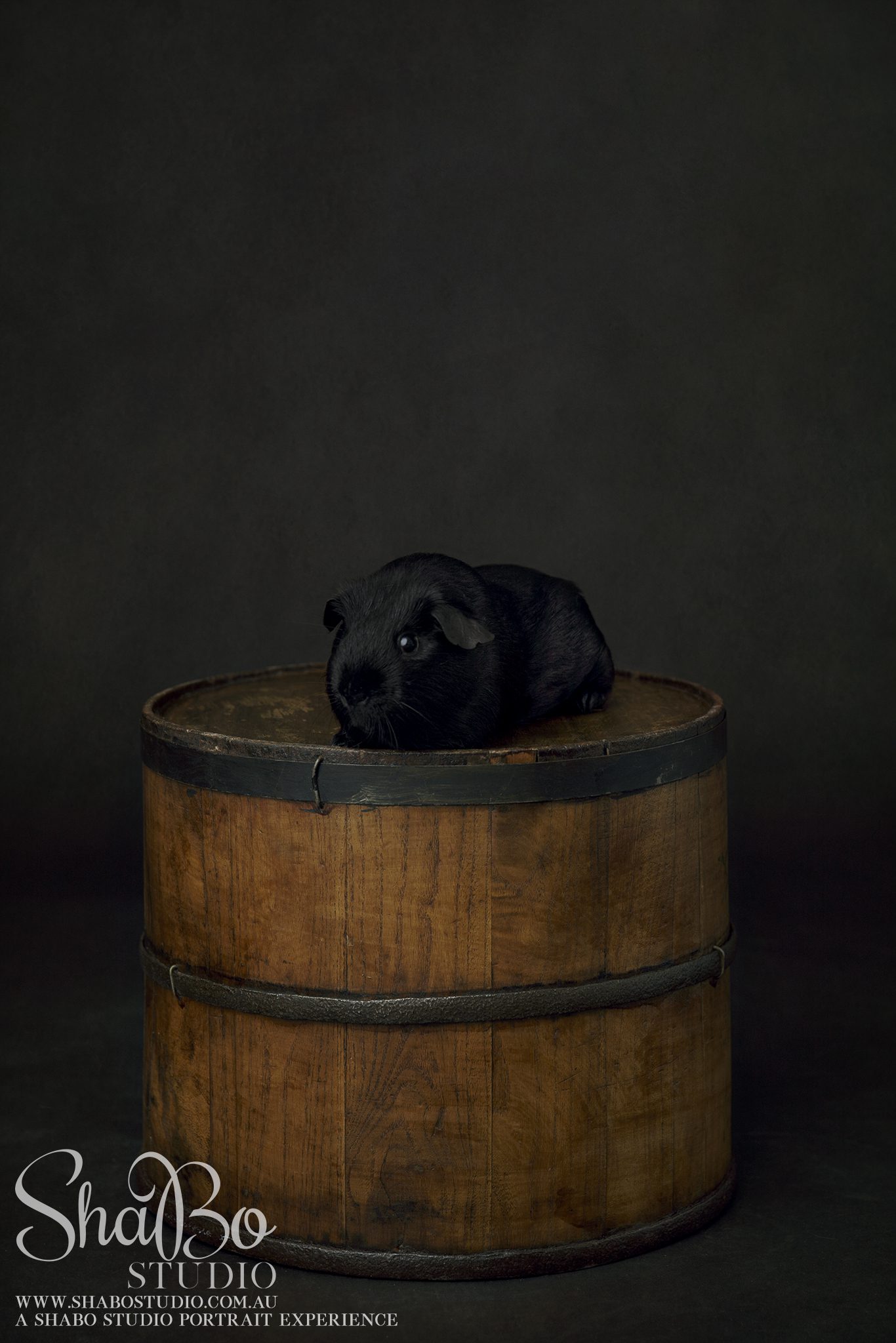 perth pet guinea pig photographer ShaBo STUDIO