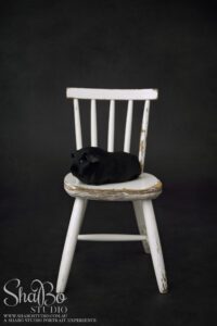 perth pet guinea pig photographer ShaBo STUDIO