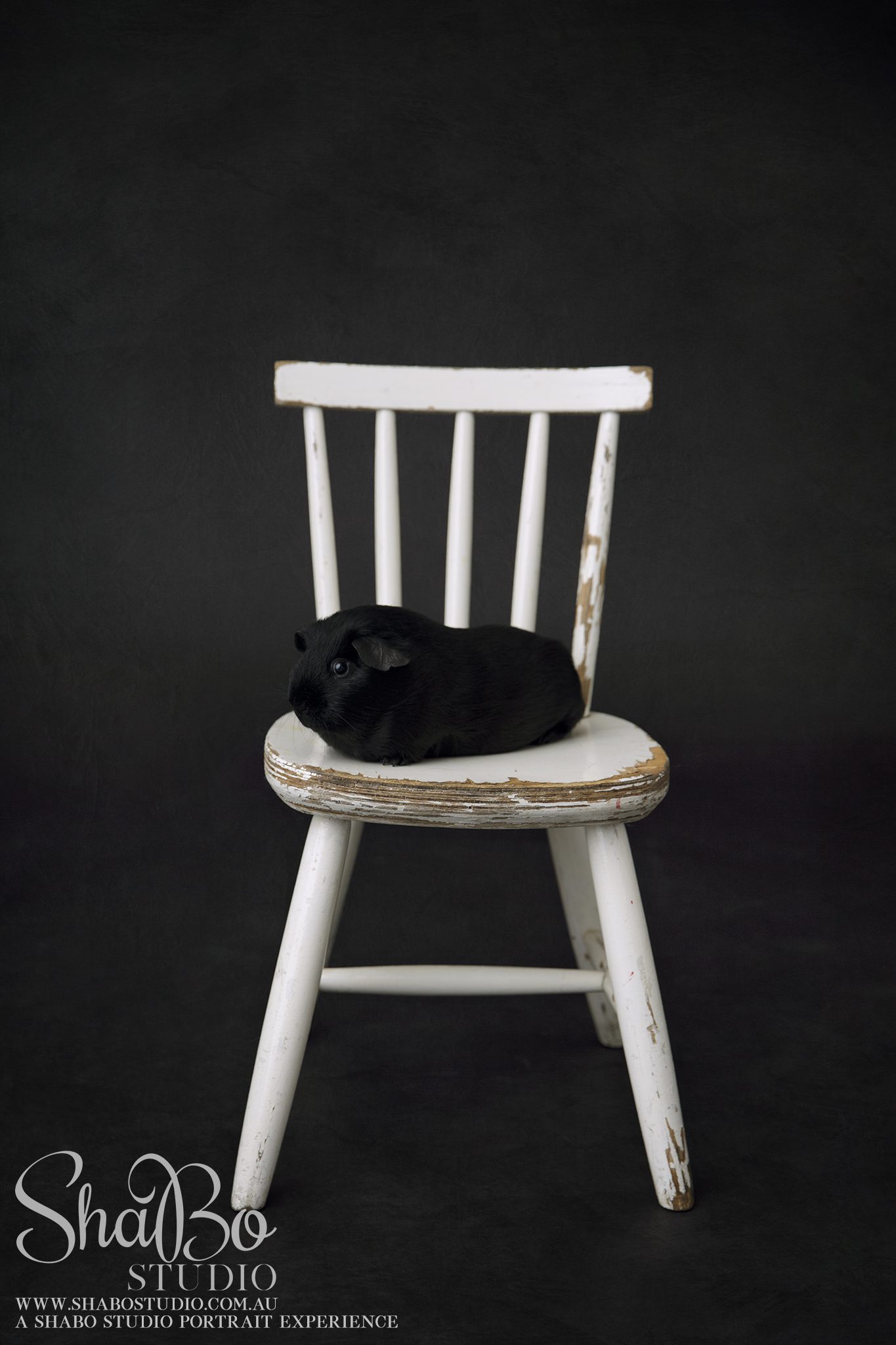 perth pet guinea pig photographer ShaBo STUDIO