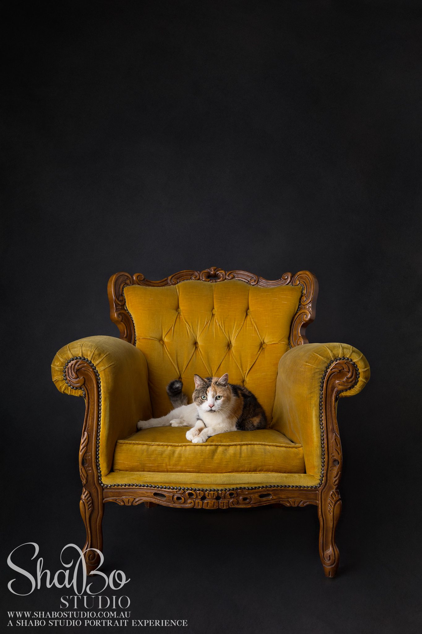 Perth Cat Photographer ShaBo STUDIO