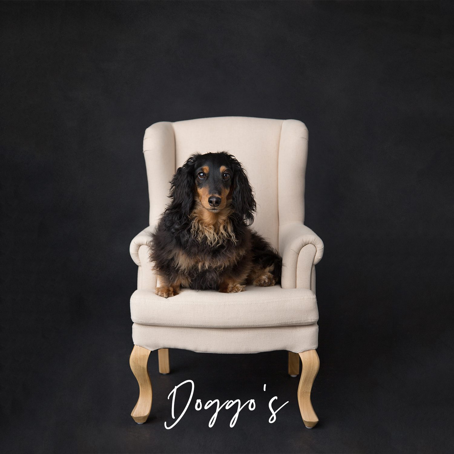 perth dog photographer