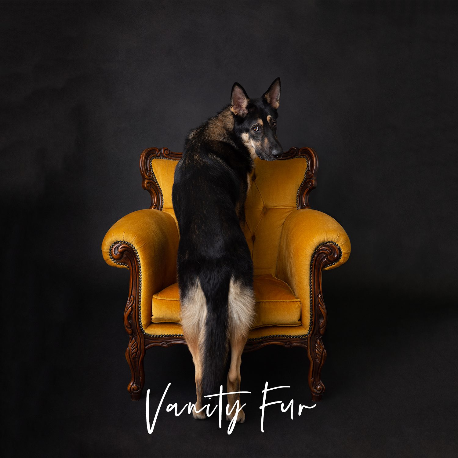 perth pet dog photographer