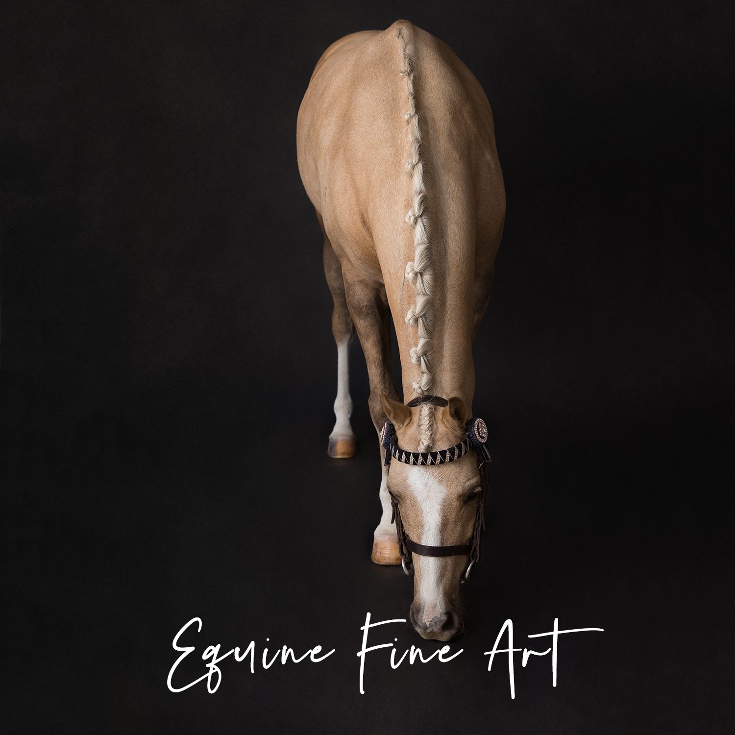 perth equine horse