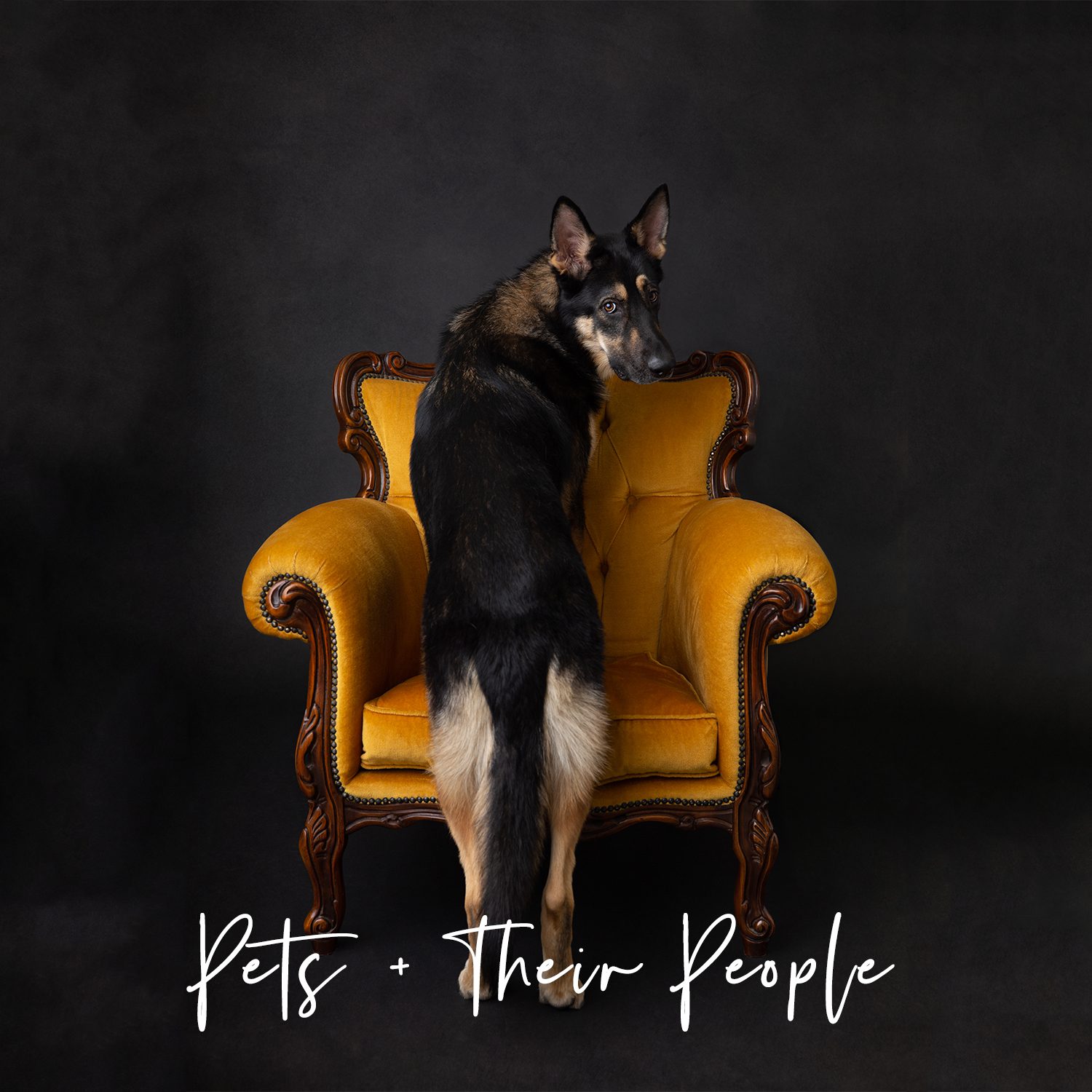 perth dog and pet photographer